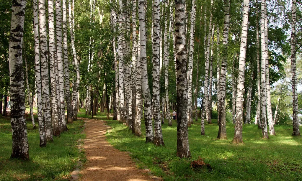 Березовая роща