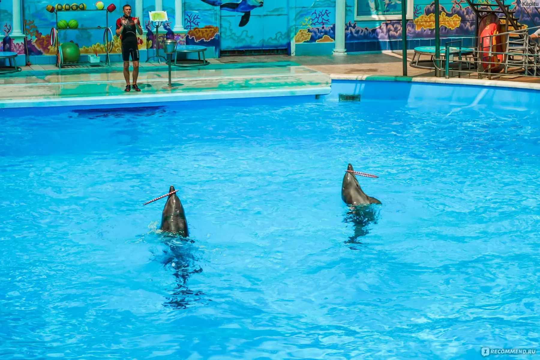 Дельфинарий «Аква-Мир»